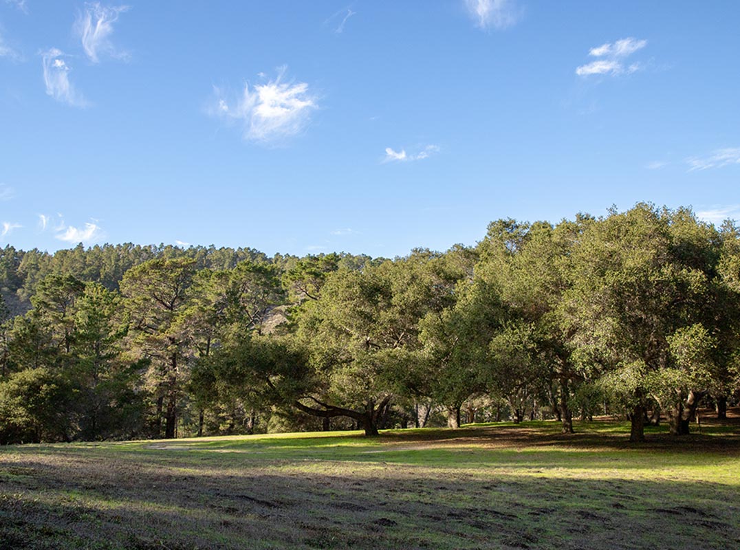 THE FOREST | Homesite 38 | 7 Acres