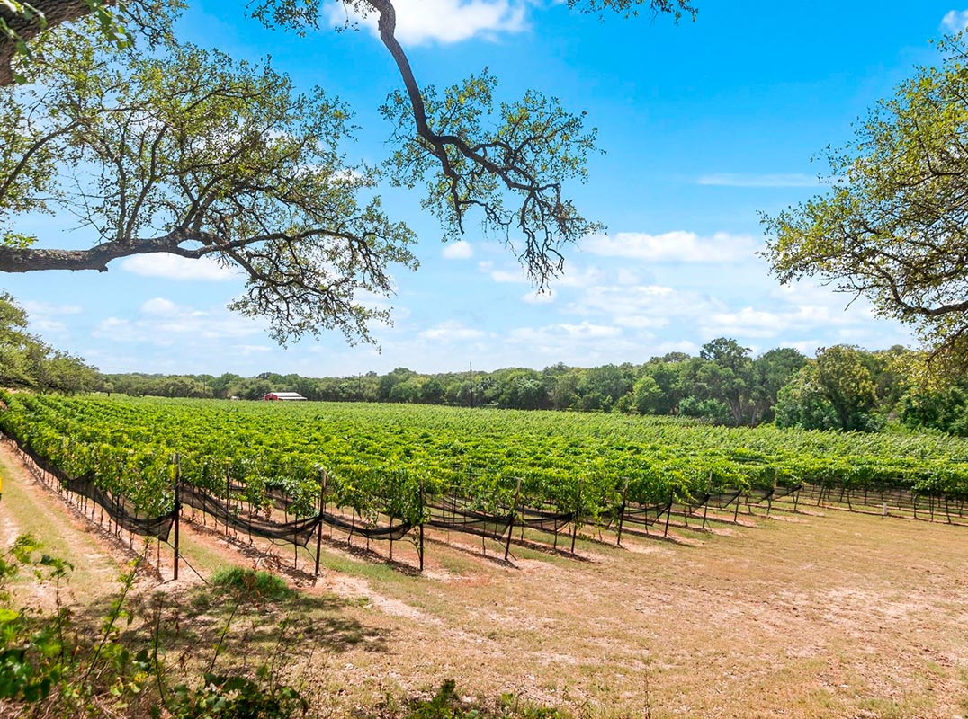 Limestone Terrace Vineyard + Winery