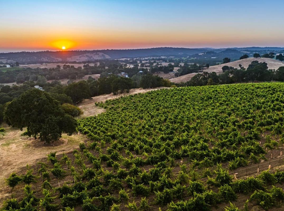 40 ACRES | PRODUCING VINES