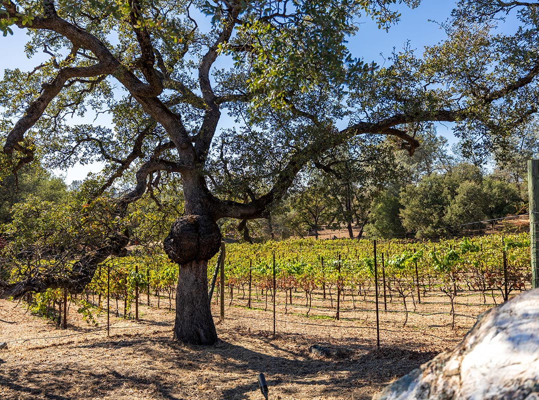 Elegant Single-Story Vineyard Retreat